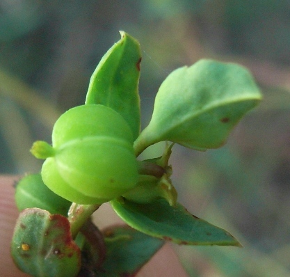 Euphorbia